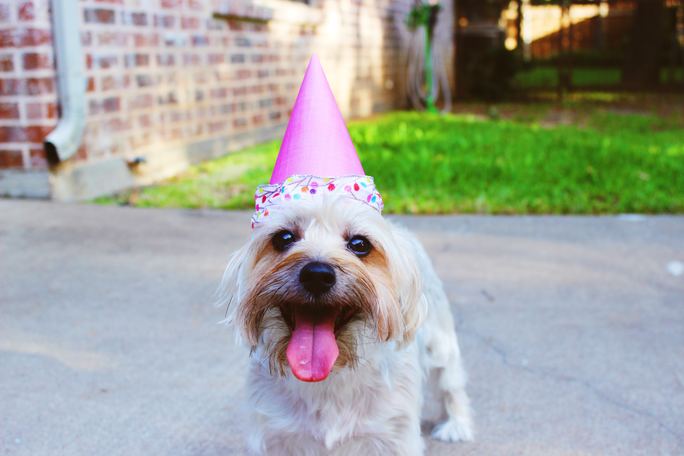 Happy Birthday, Hundefeinkostladen